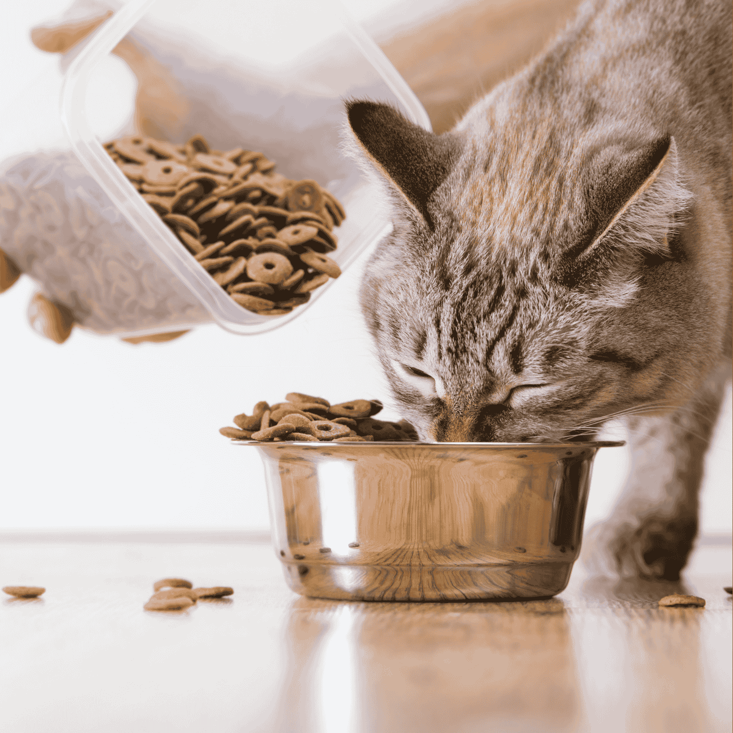 Cat Feeding Supplies
