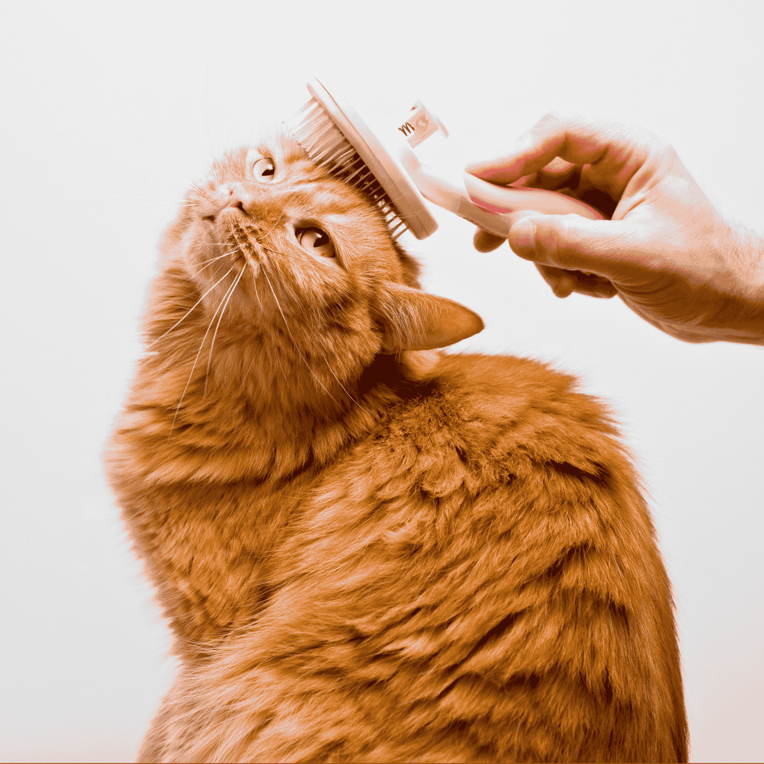 Cat Grooming Tools, Products and Accessories