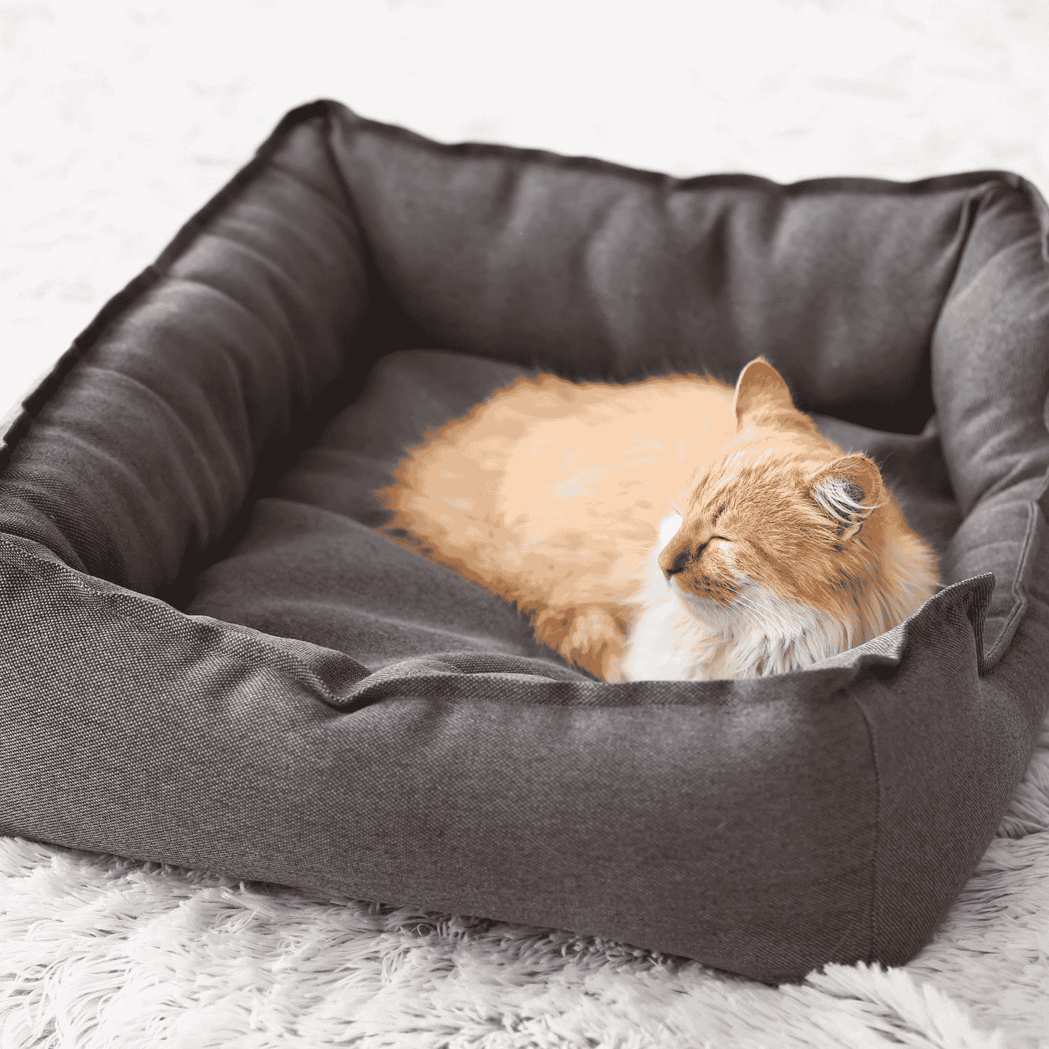 Cat Kennels and Beds