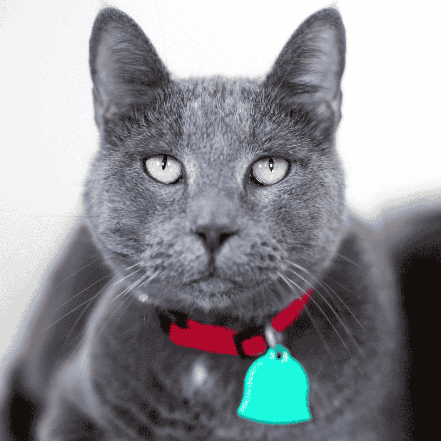 Cat Leads and Collars