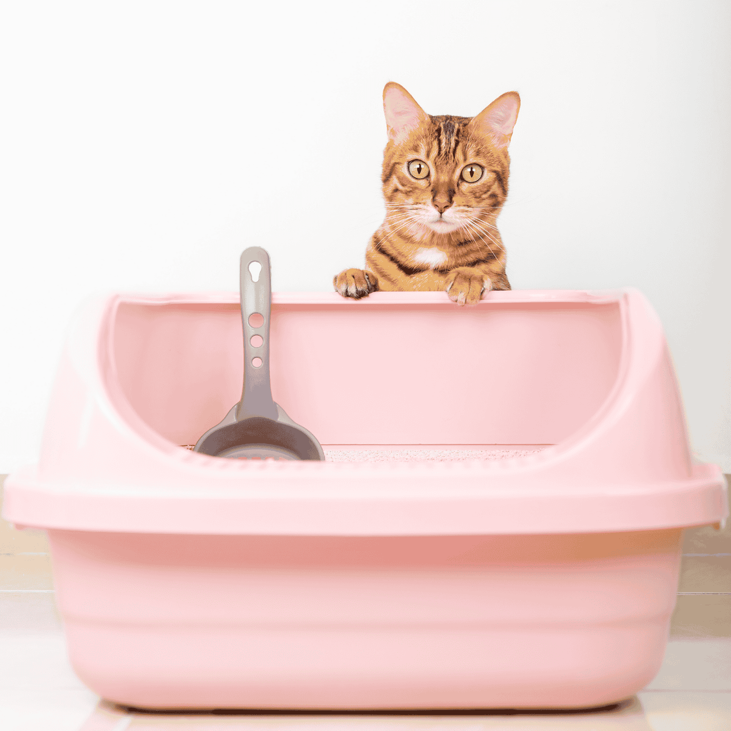 Cat Litter Trays and Toilette Homes