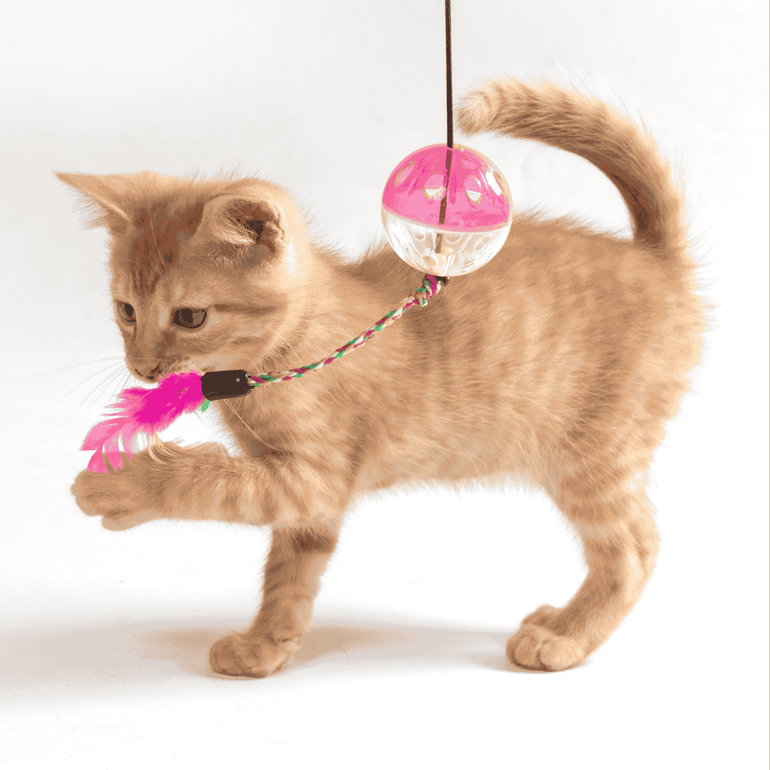 Cat Toys