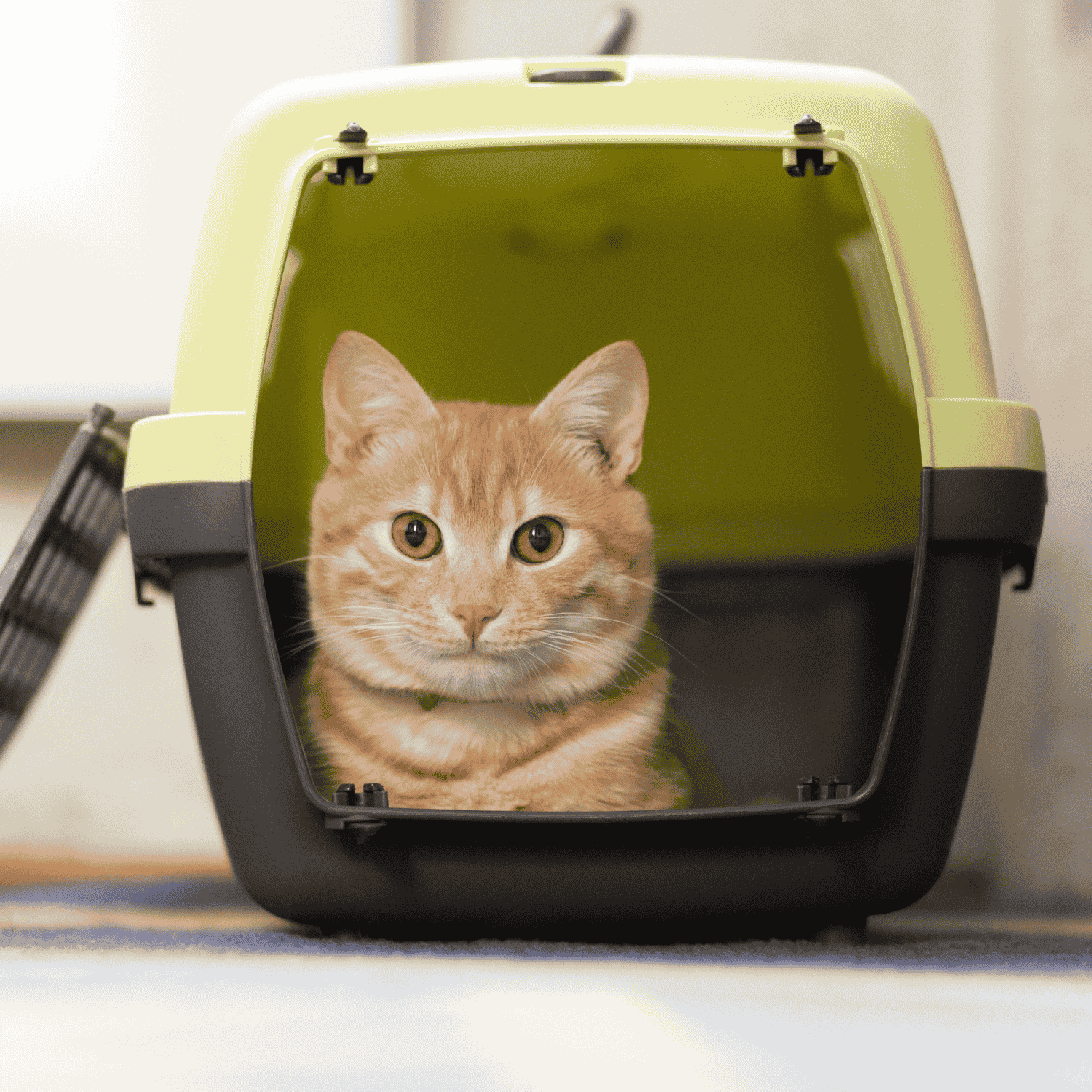 Cat Travel Products