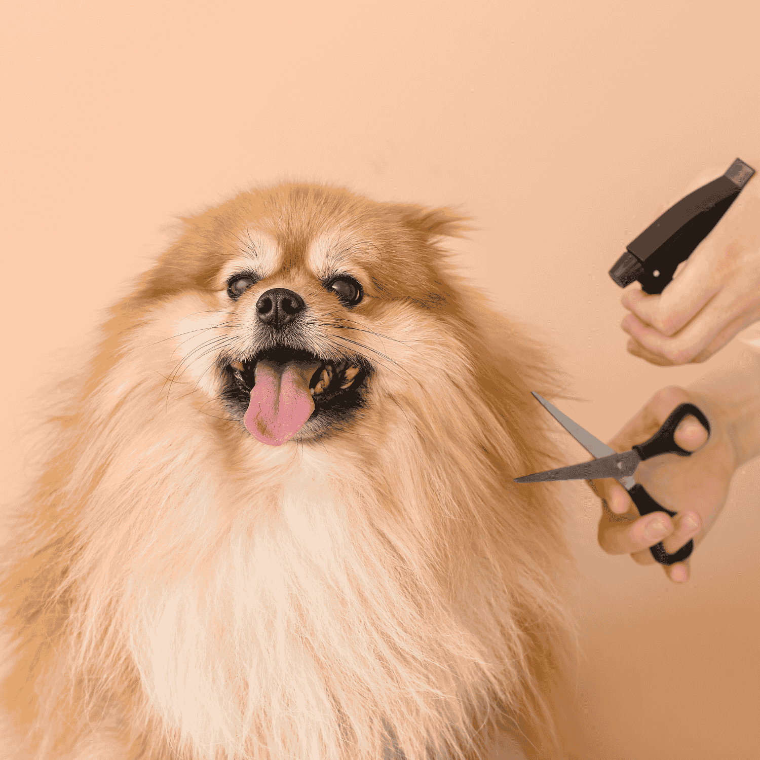 Dog Grooming Supplies