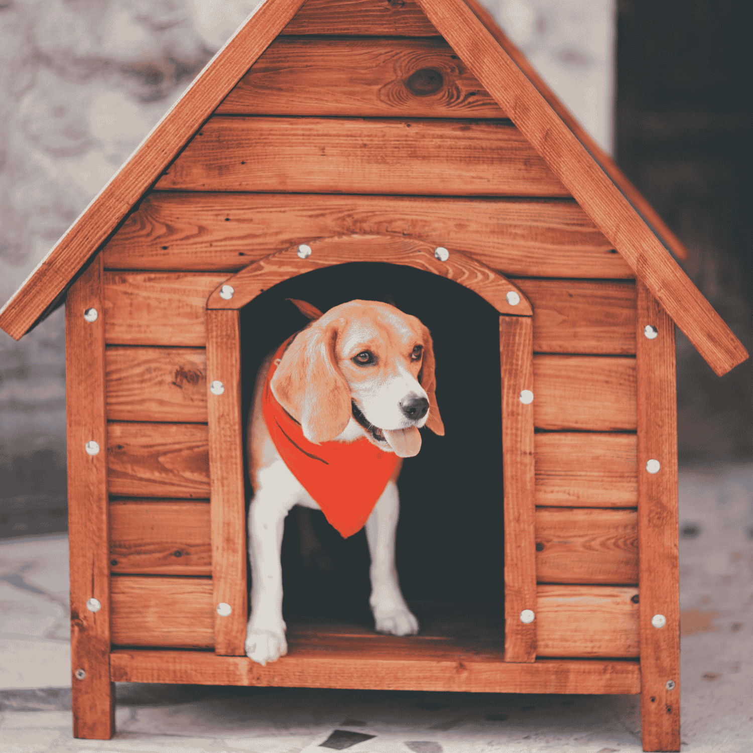 Dog Kennels and Beds