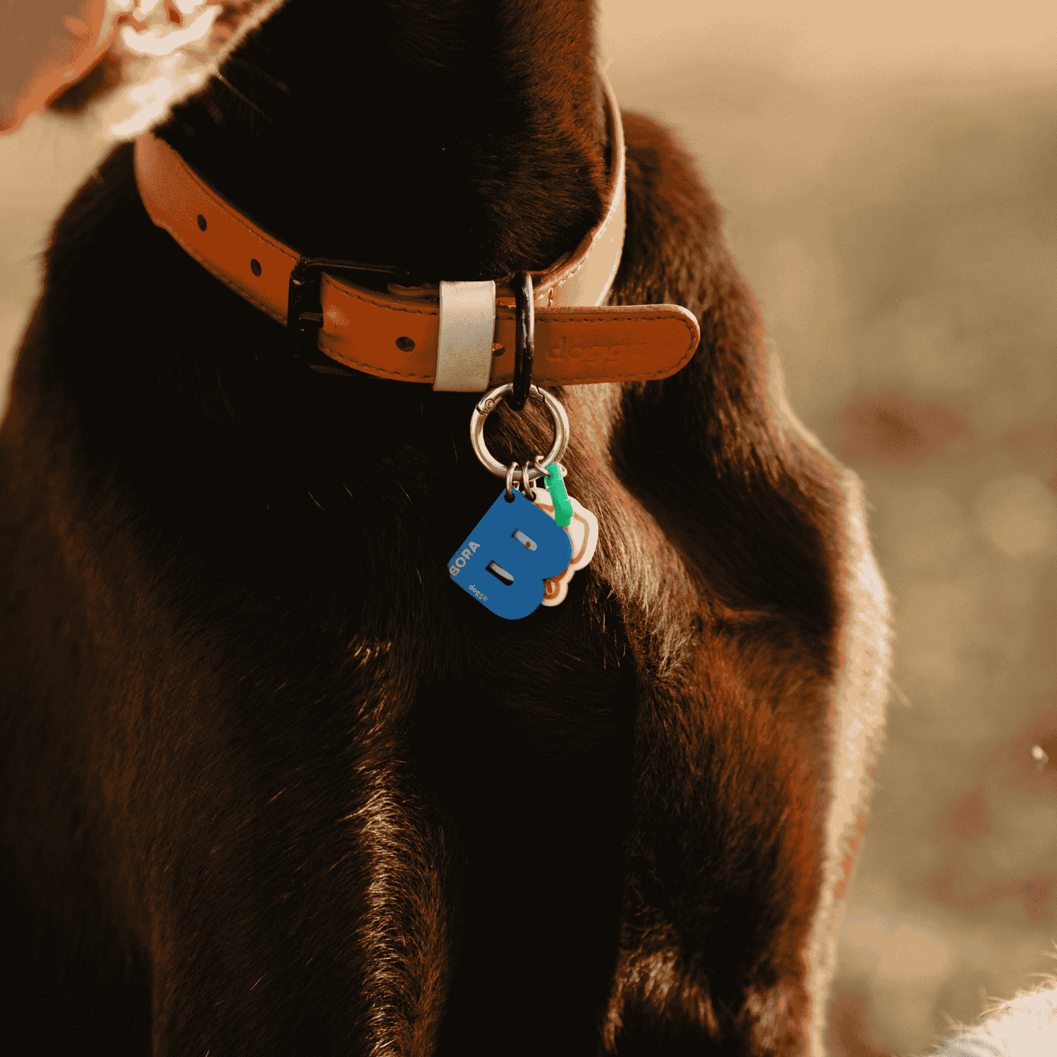 Dog Leads and Collars