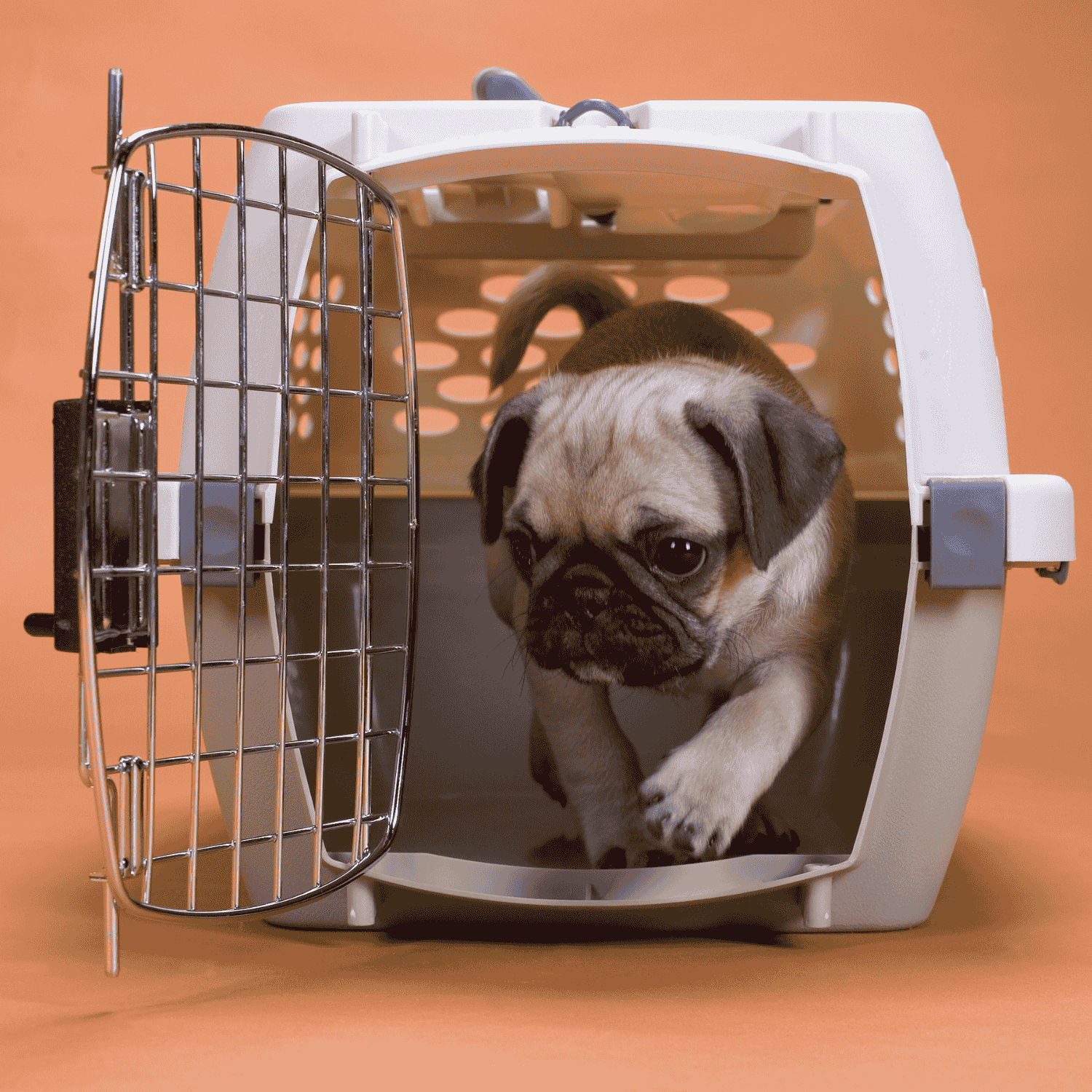 Dog Pens, Crates & Flaps