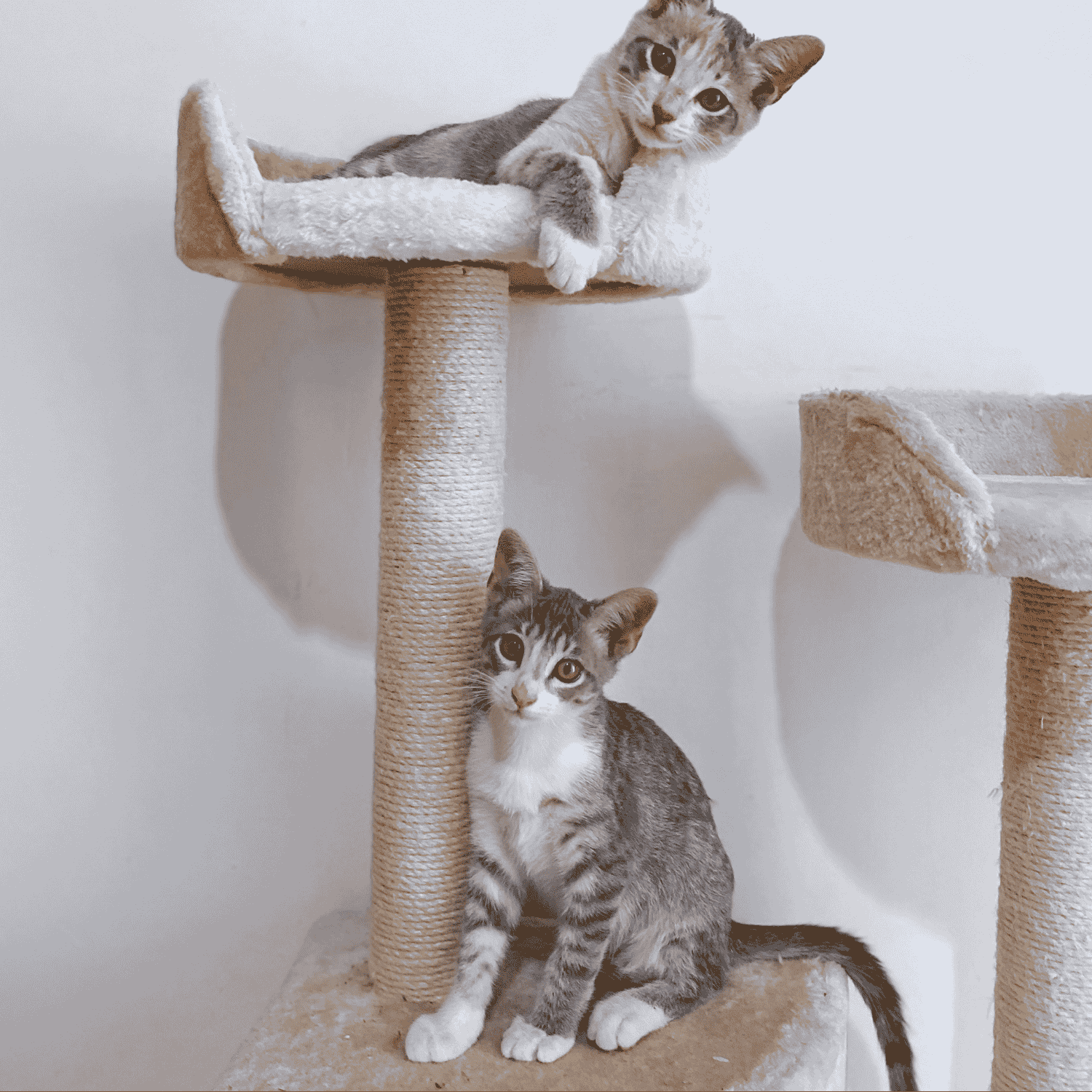 Scratching Posts and Cat Furniture